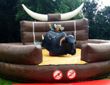 Rodeo bull